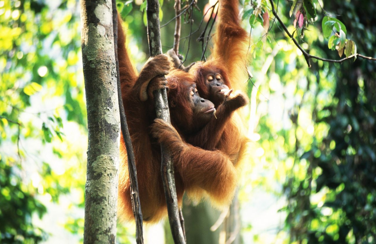 SOS Sumatran Orangutan  Society