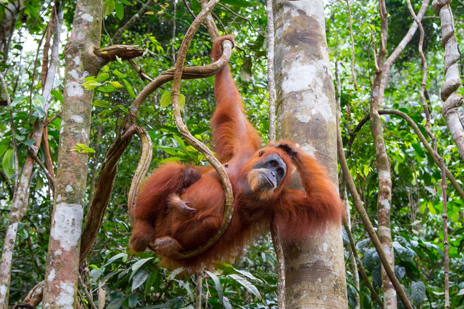 The Team Sos Sumatran Orangutan Society
