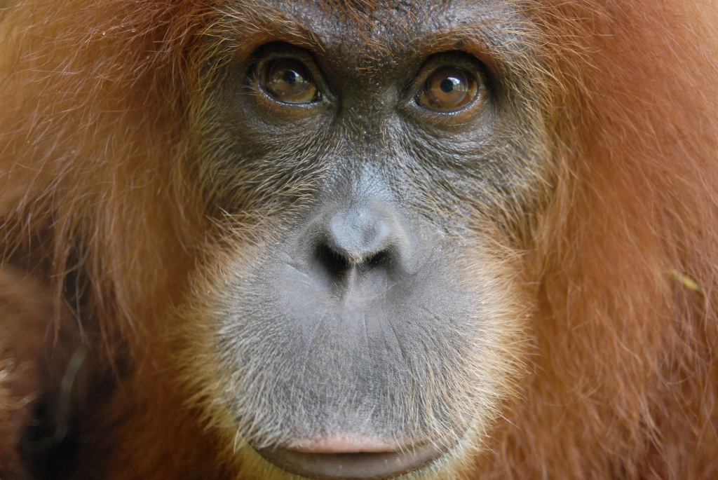 Protect wild orangutans - SOS – Sumatran Orangutan Society