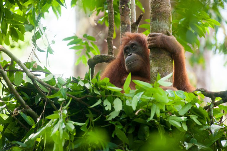 Protect wild orangutans - SOS – Sumatran Orangutan Society