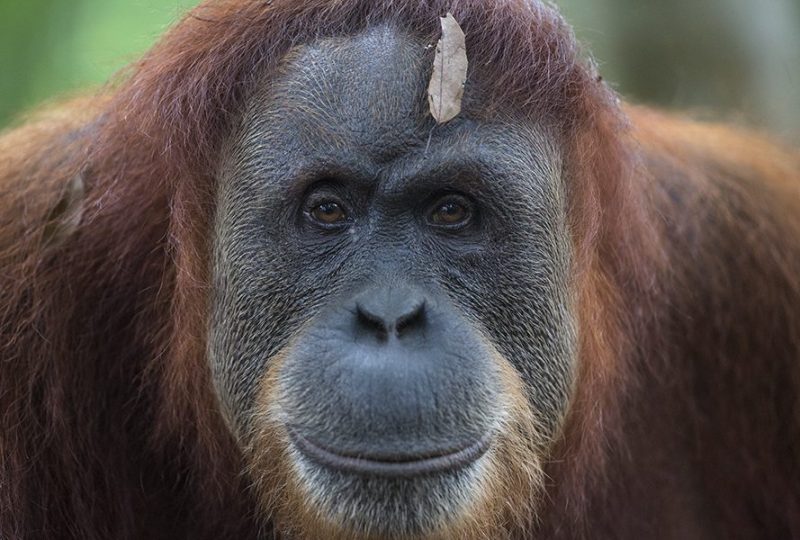 SOS – Sumatran Orangutan Society