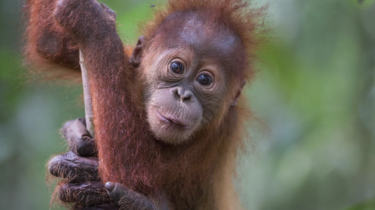 Sos Sumatran Orangutan Society