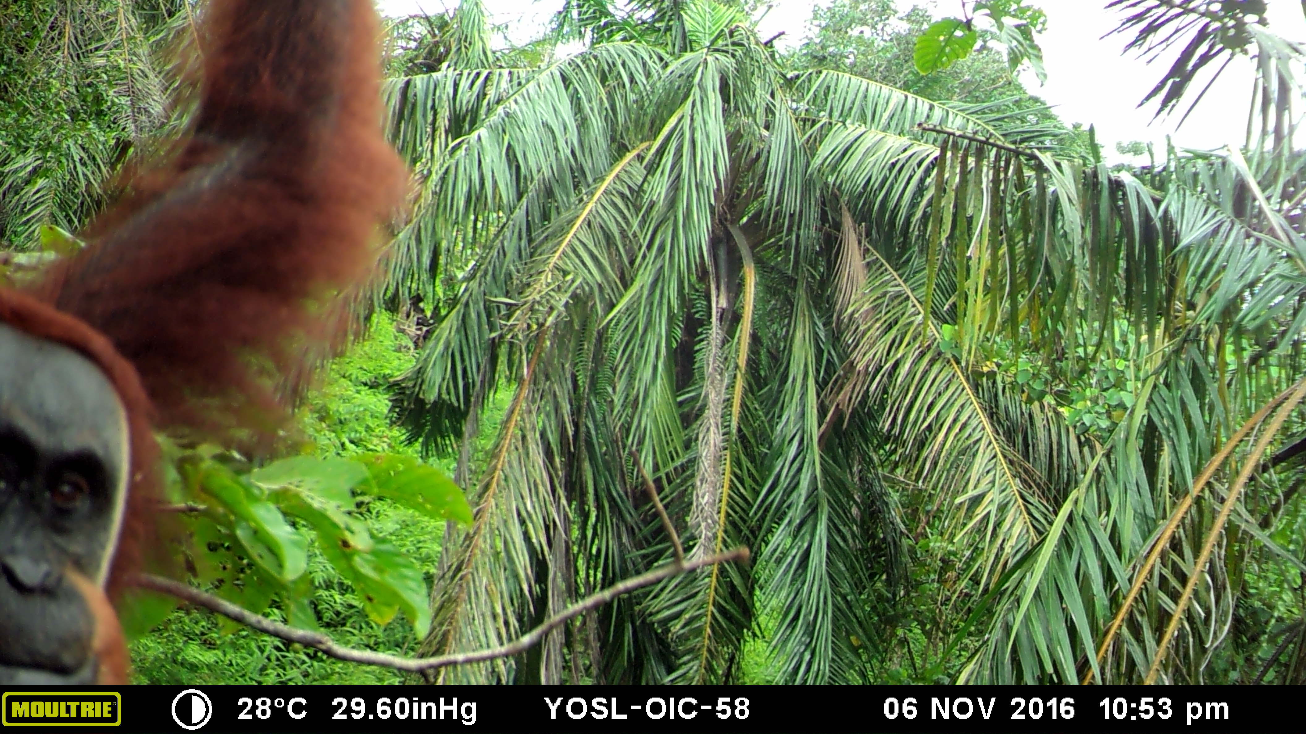 Caught on camera - SOS – Sumatran Orangutan Society