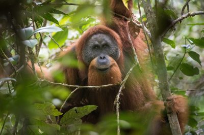 Tapanuli orangutan - Orangutan new species in Sumatra - discovered ...