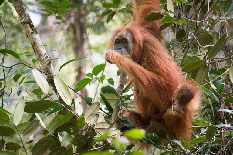 Tapanuli orangutan - Orangutan new species in Sumatra - discovered ...