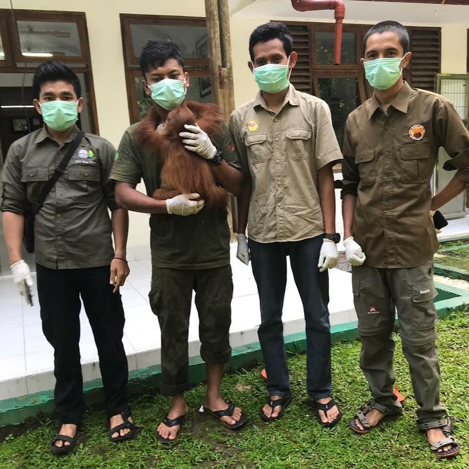 Rescuing baby orangutans - SOS – Sumatran Orangutan Society