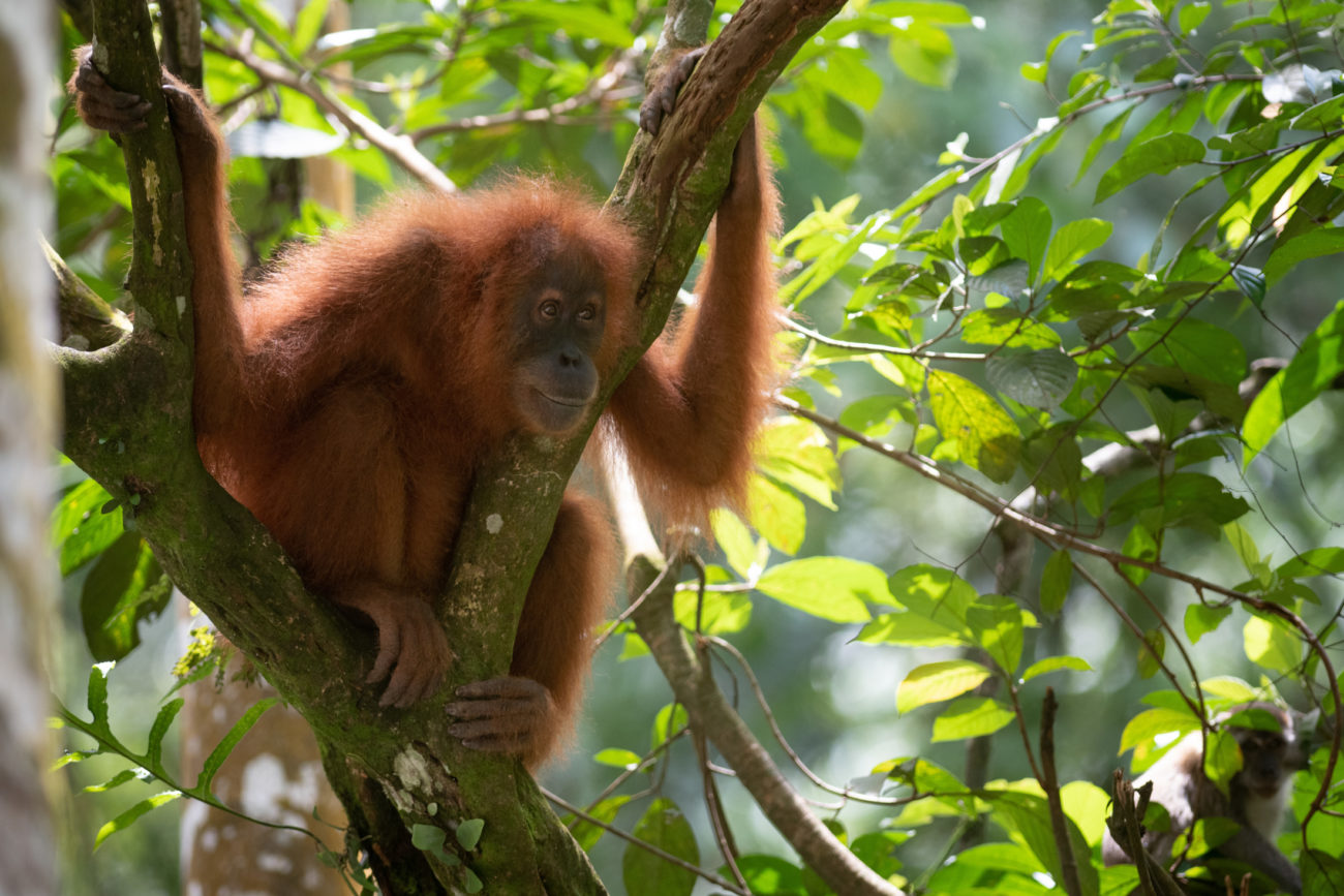 Join The Team - Sos – Sumatran Orangutan Society