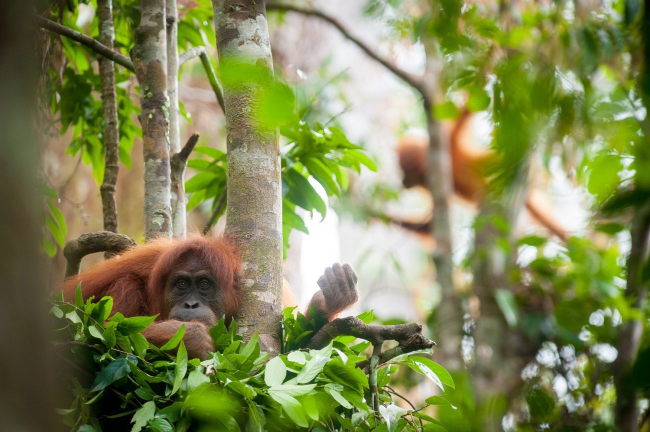 Join the team - SOS – Sumatran Orangutan Society