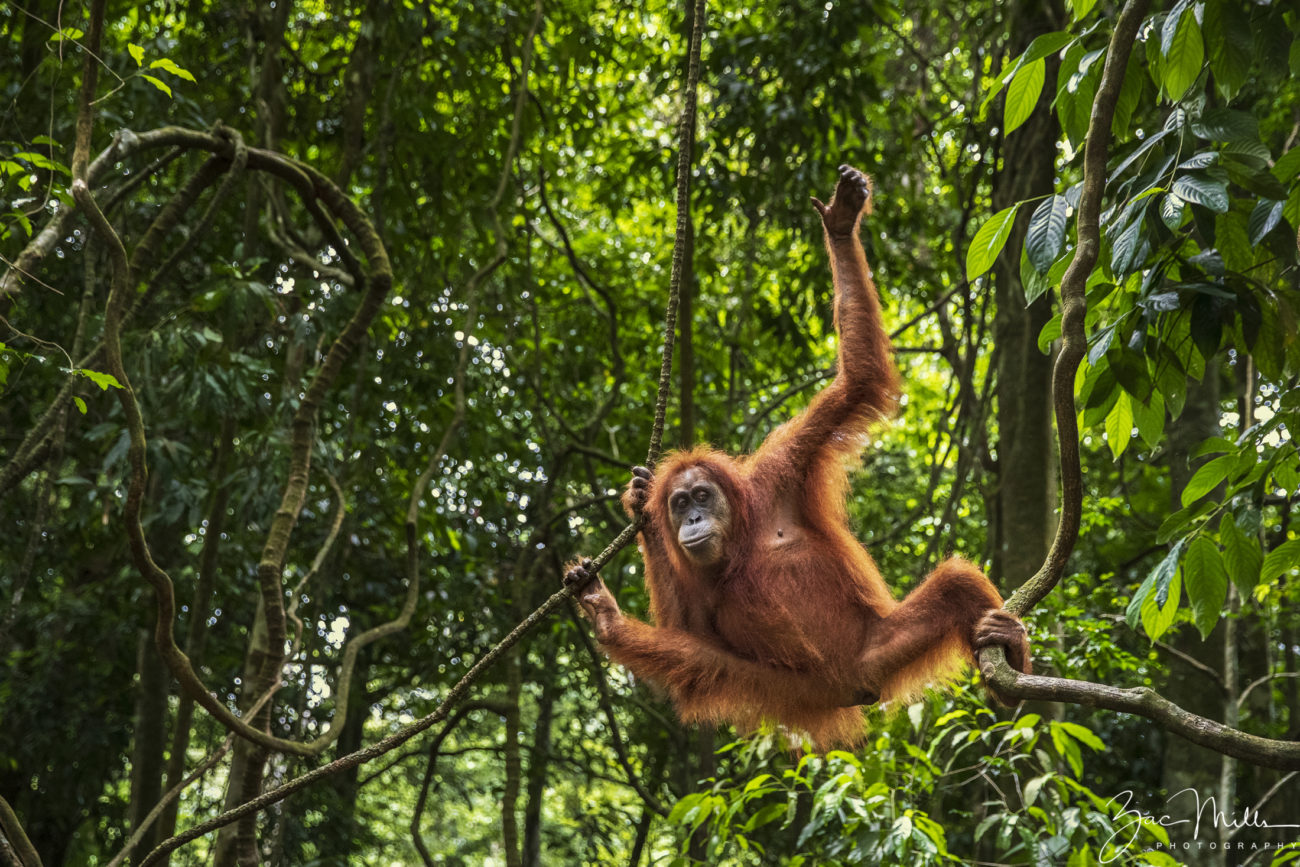 An orangutan in the rainforest. Help her stay safe this Forest Friday.