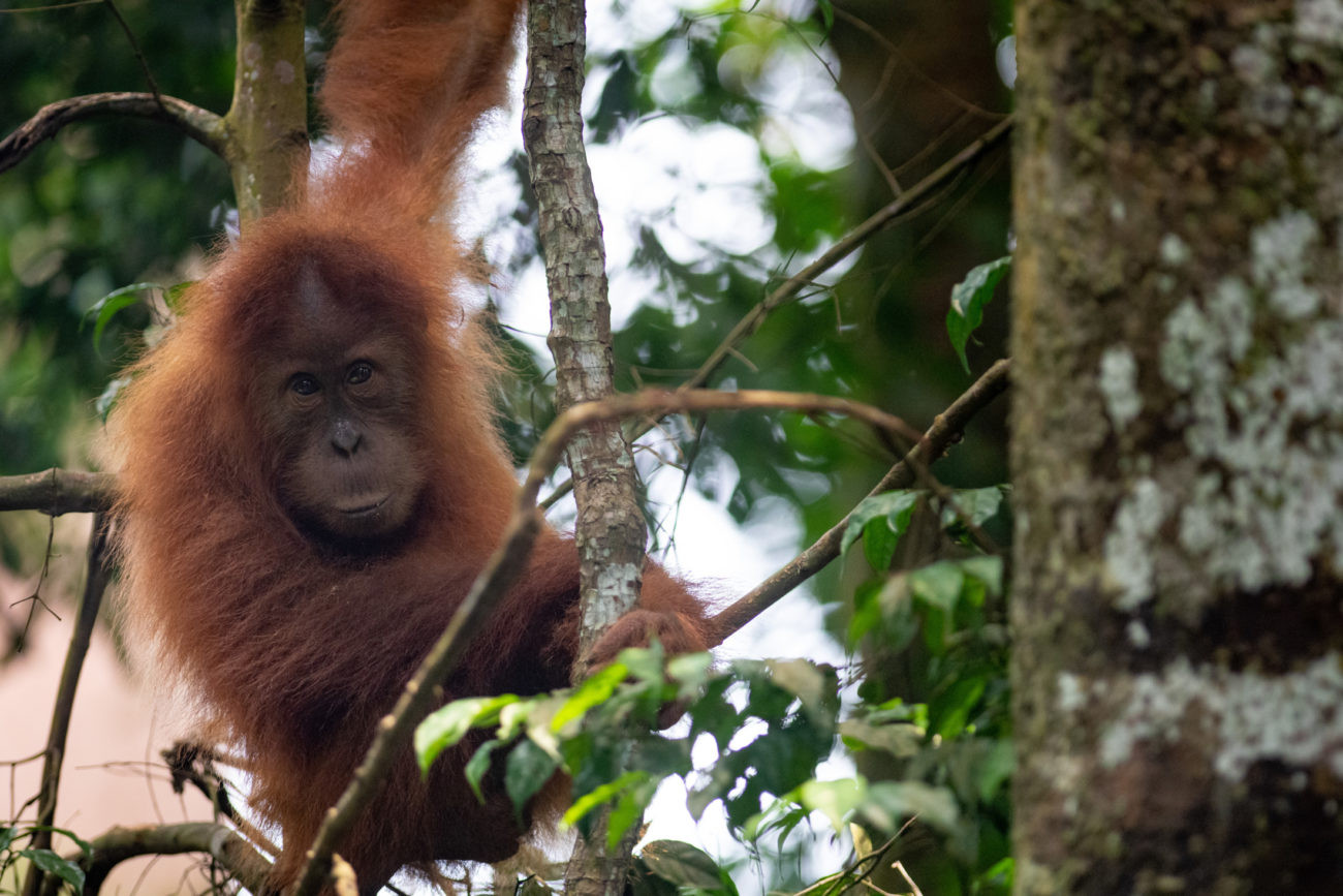 Sustainable Palm Oil - SOS – Sumatran Orangutan Society