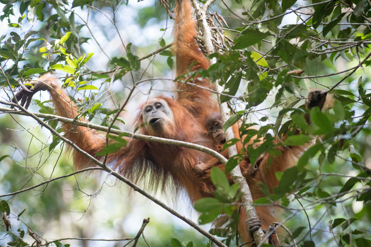 A Review of 2019 - SOS – Sumatran Orangutan Society