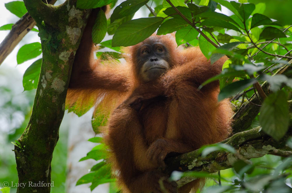 SOS – Sumatran Orangutan Society