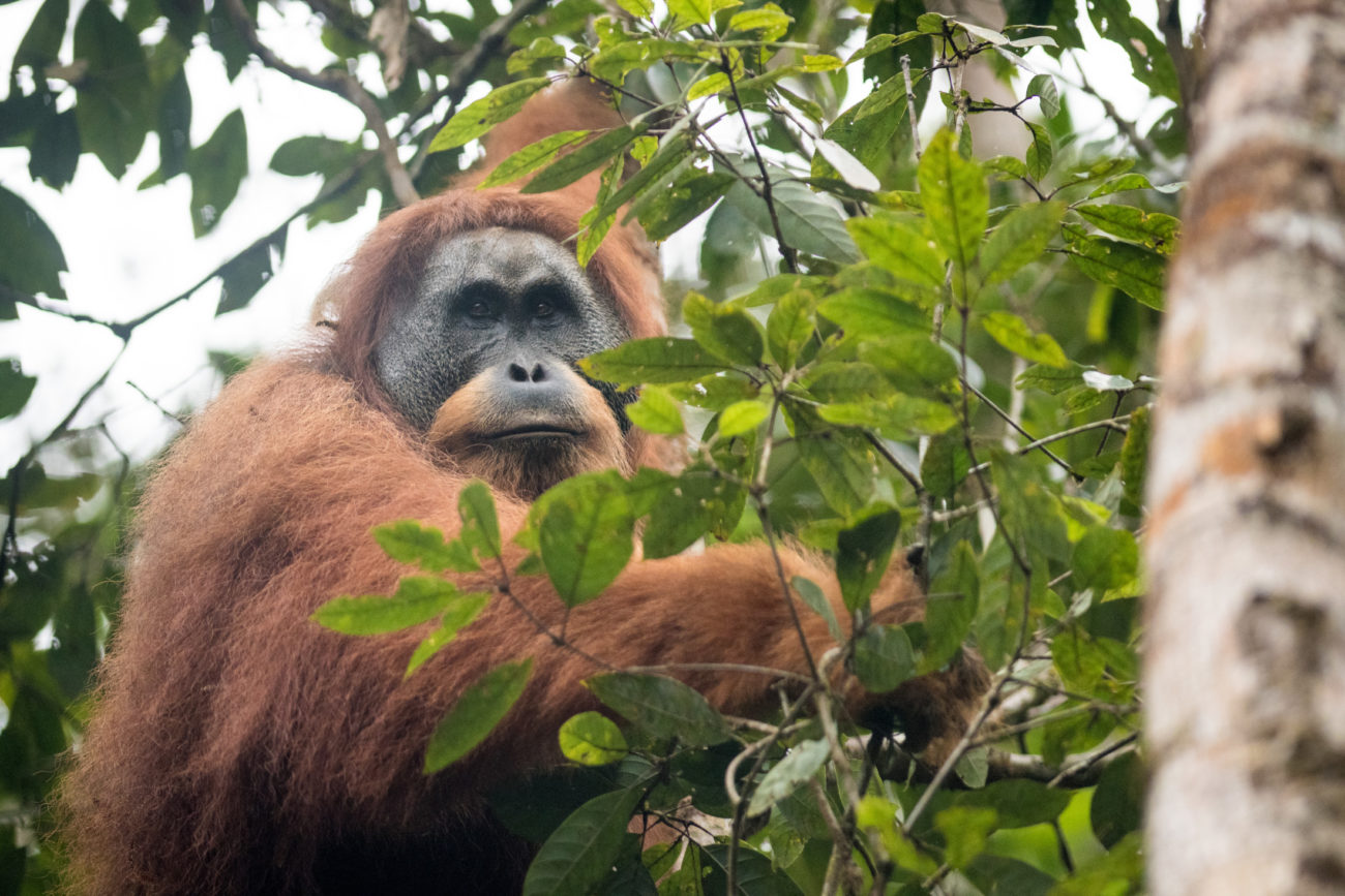 Actions On The Ground - SOS – Sumatran Orangutan Society