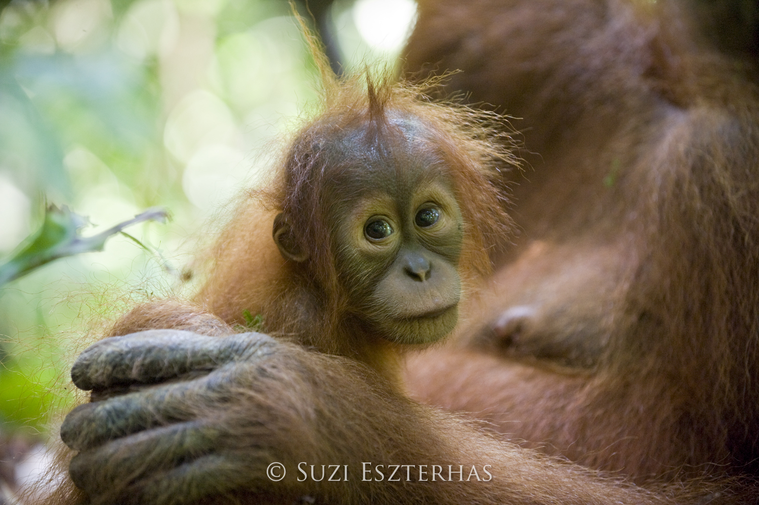 Contact - SOS – Sumatran Orangutan Society