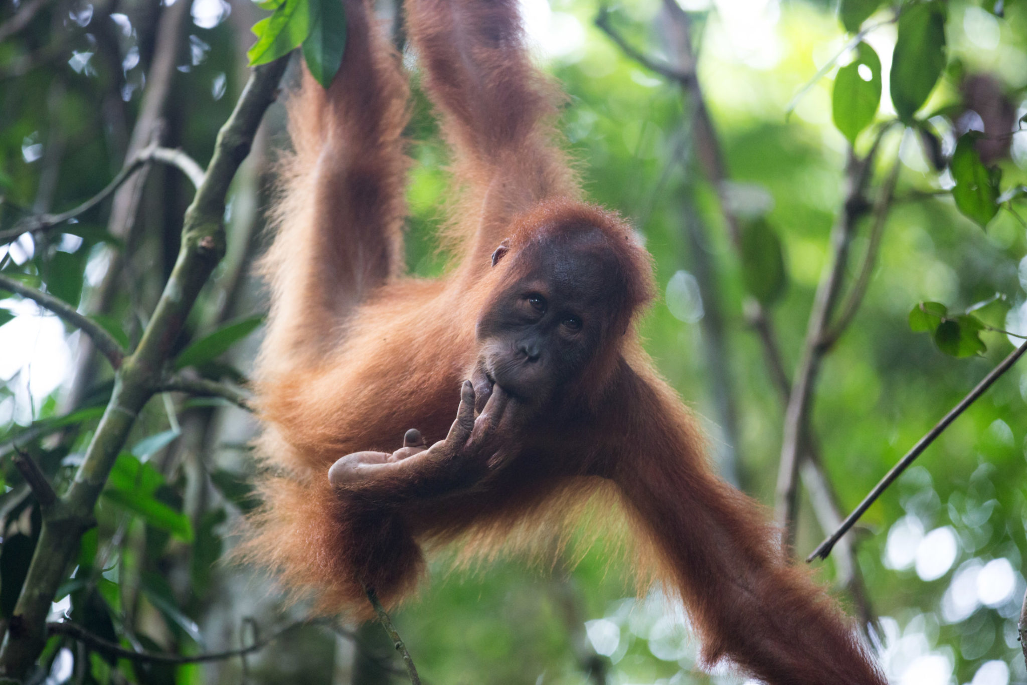 How can I work with orangutans? - SOS – Sumatran Orangutan Society