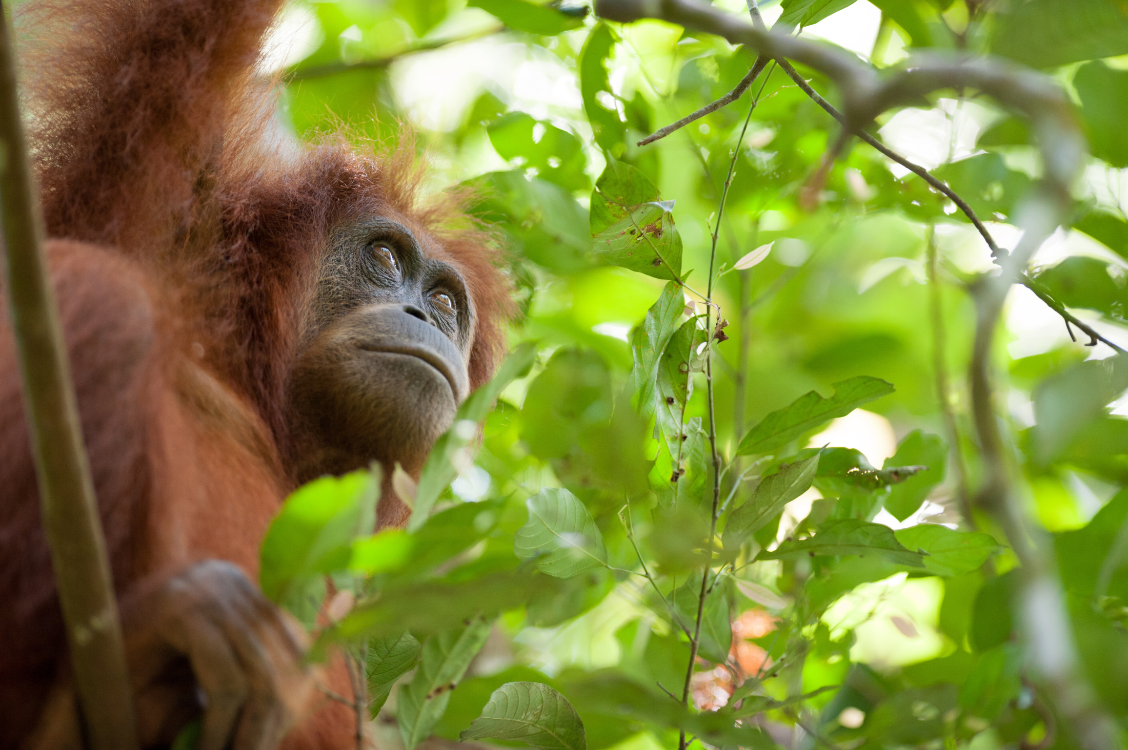 Privacy Policy - SOS – Sumatran Orangutan Society