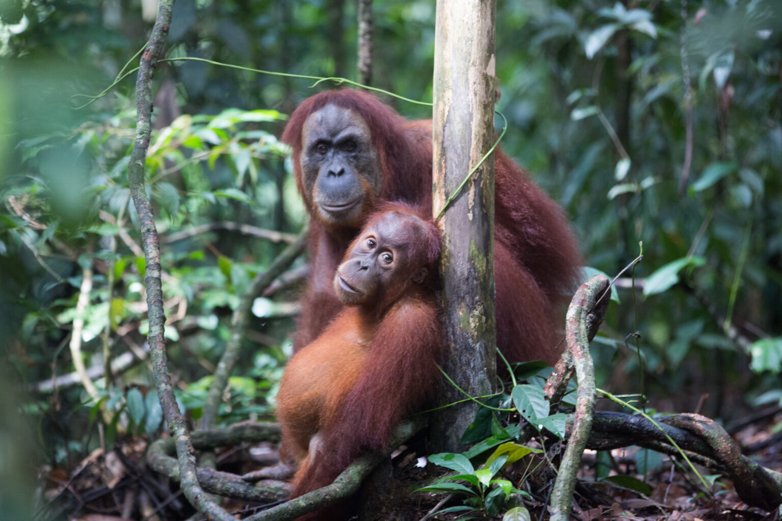 Join the team - SOS – Sumatran Orangutan Society