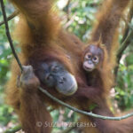 Save sumatran orangutans - donate now - SOS – Sumatran Orangutan Society