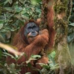 Save sumatran orangutans - donate now - SOS – Sumatran Orangutan Society