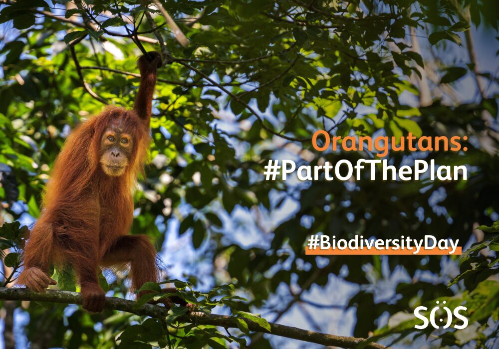 An orangutan in a tree. Text overlaid reads 'Orangutans: #PartOfThePlan #BiodiversityDay