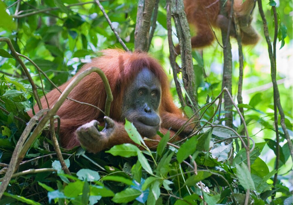 And orangutan mother in a nest, with a younger orangutan hanging in a tree nearby. Copyright Suzi Eszterhas