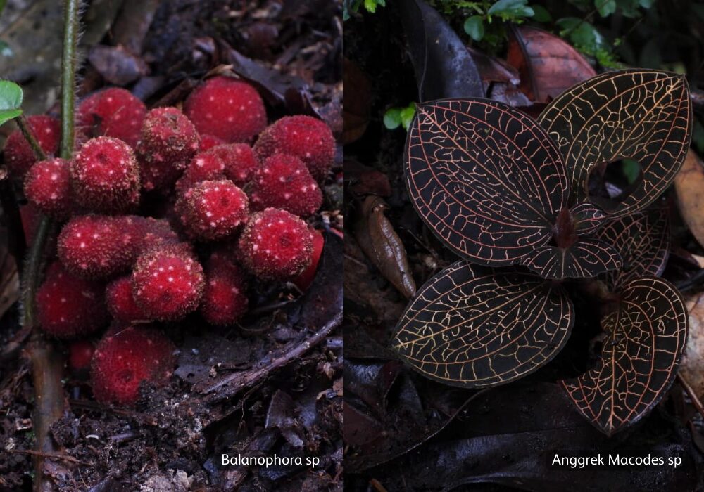 Photos of plants Balanophora sp and Anggrek Macodes sp